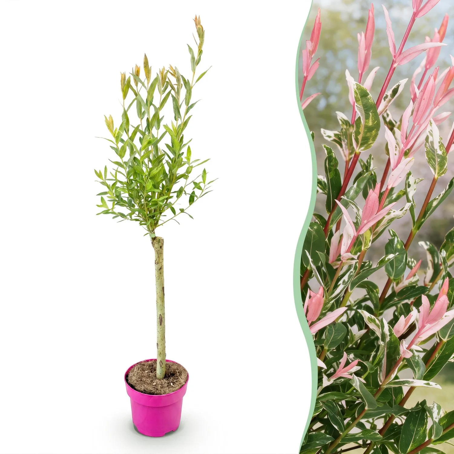 PLANT AND STORIES Flamingo saule crevette rose pot 17 cm
