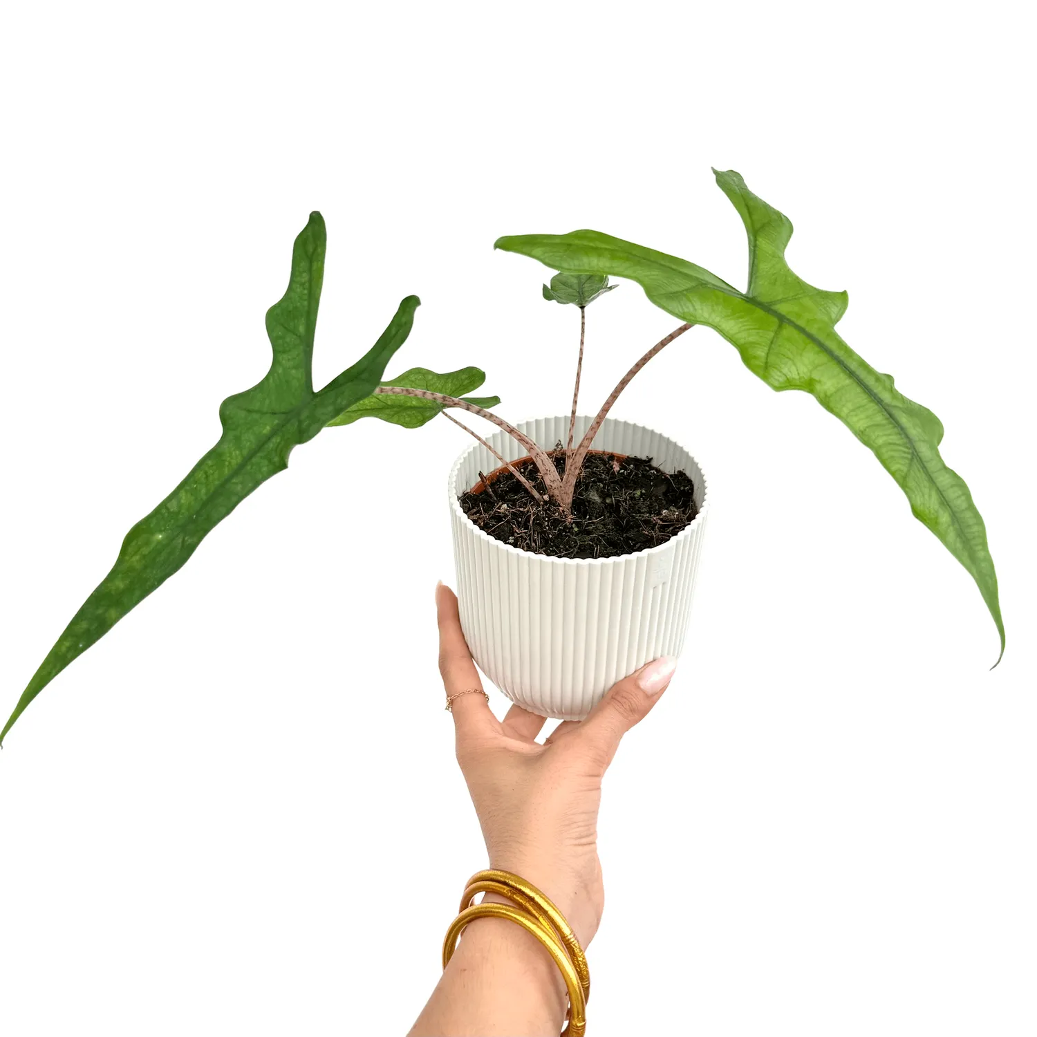 Plant and Stories Alocasia Sabrina plante intérieur pot 10 cm