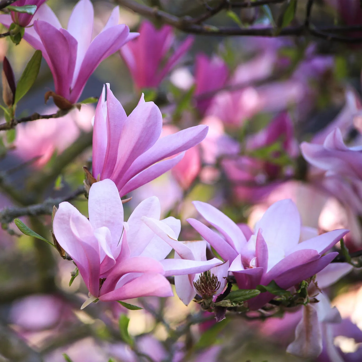 Plant and Stories Magnolia Betty arbuste rose pot 12 cm 30 cm