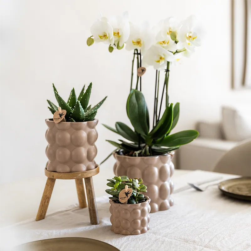 Plant and Stories Phalaenopsis Ghent orchidée blanche coffret