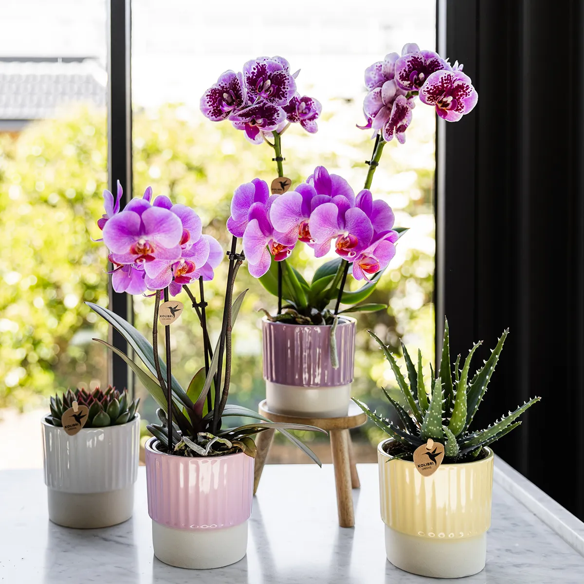 Plant and Stories Frederikstad orchidée violet-rose pot 9 cm