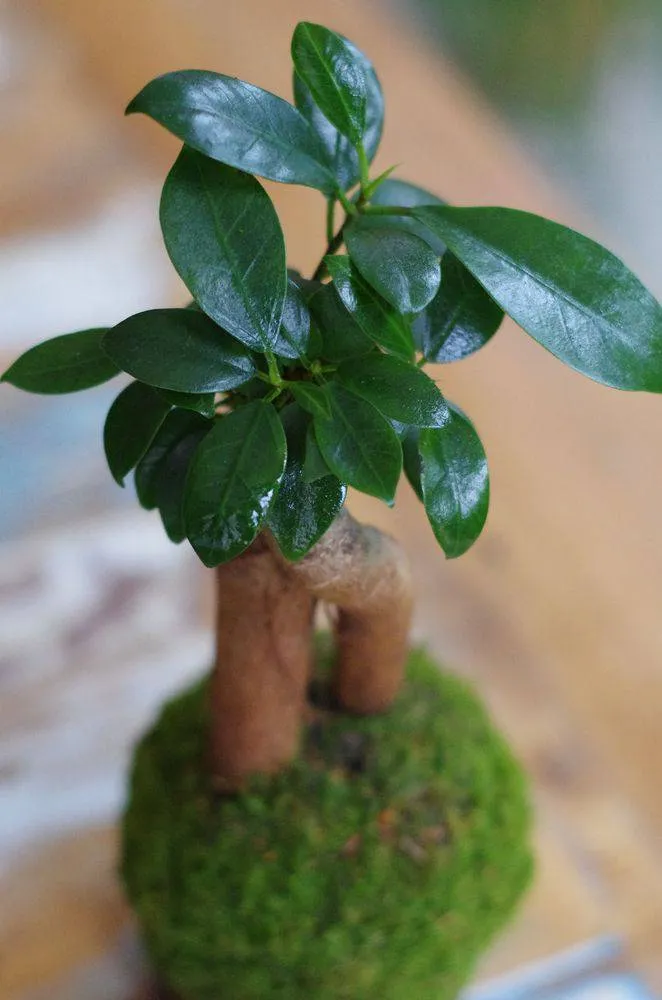 Aquaphyte Kokedama Loropéni ficus ginseng bonsaï