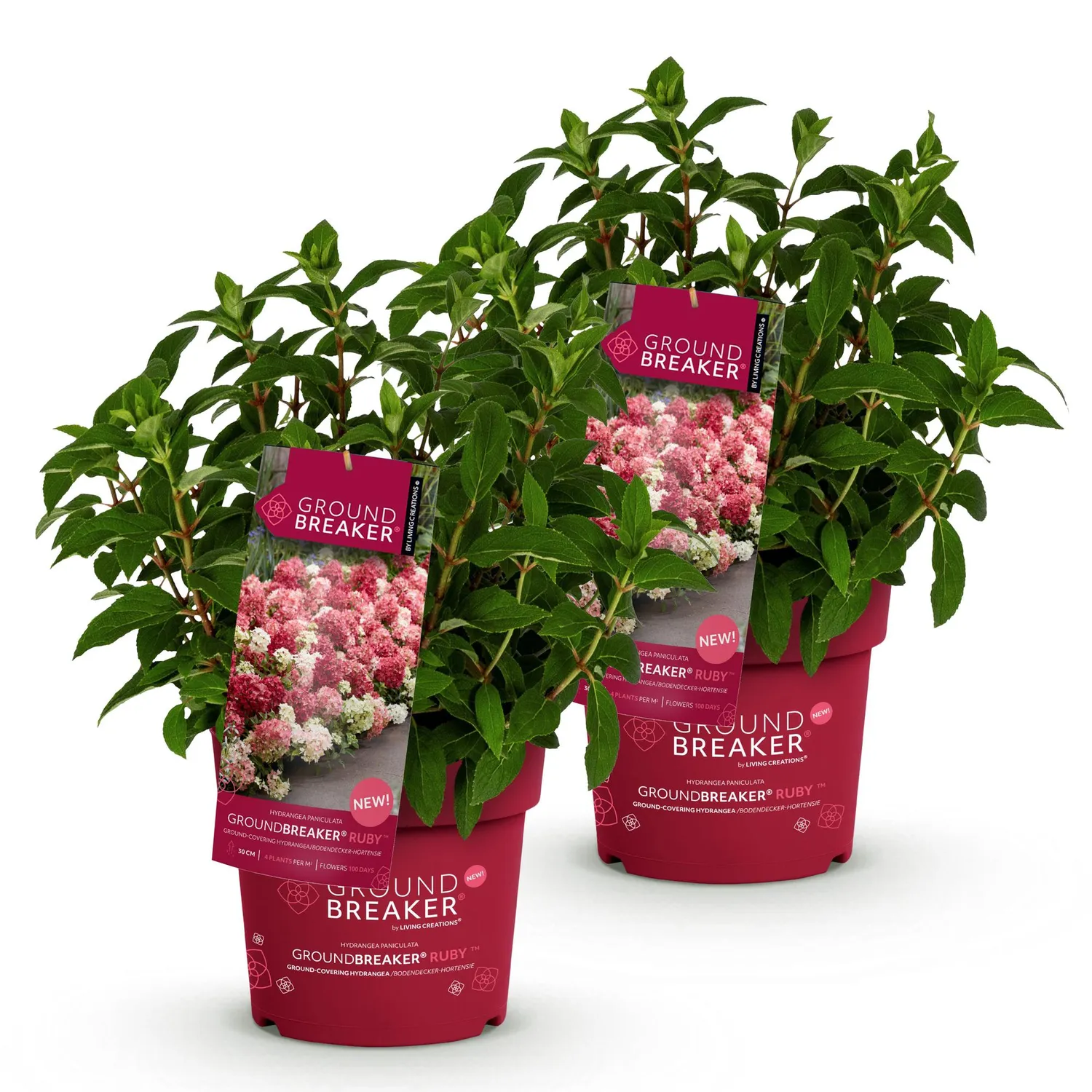 Plant and Stories Groundbreaker Ruby hortensia 1 plant rouge