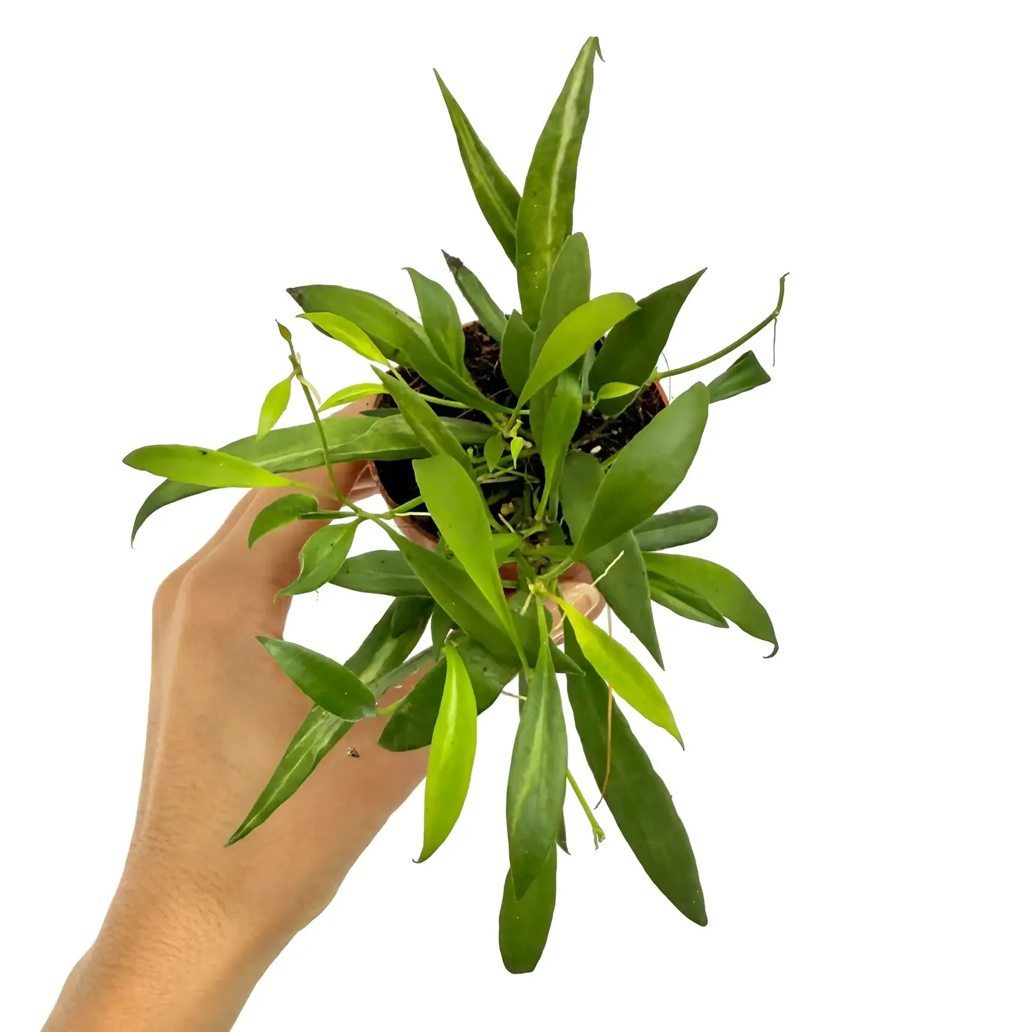 Plant and Stories Hoya Tsangii plante pot 7 cm feuilles cireuses
