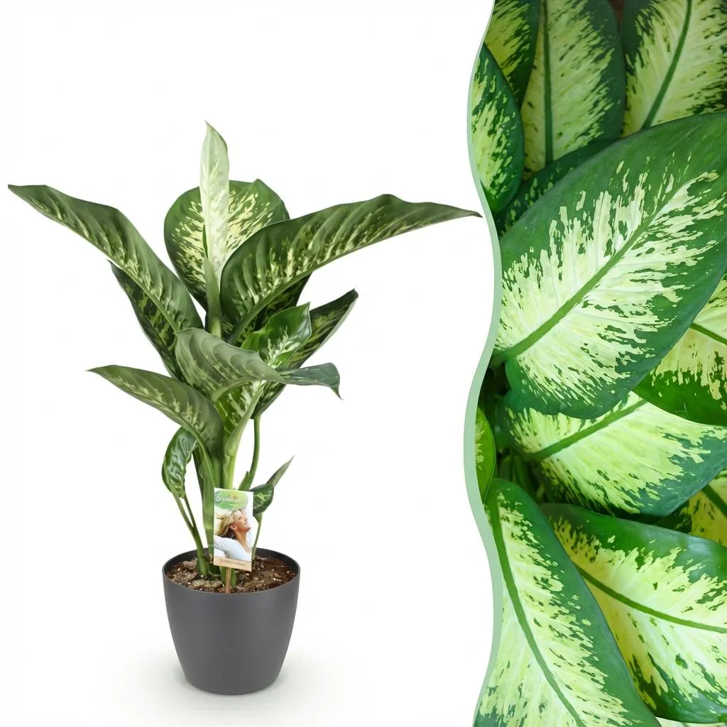 PLANT AND STORIES Dieffenbachia Tropic Snow plante d'intérieur panachée 90-100 cm