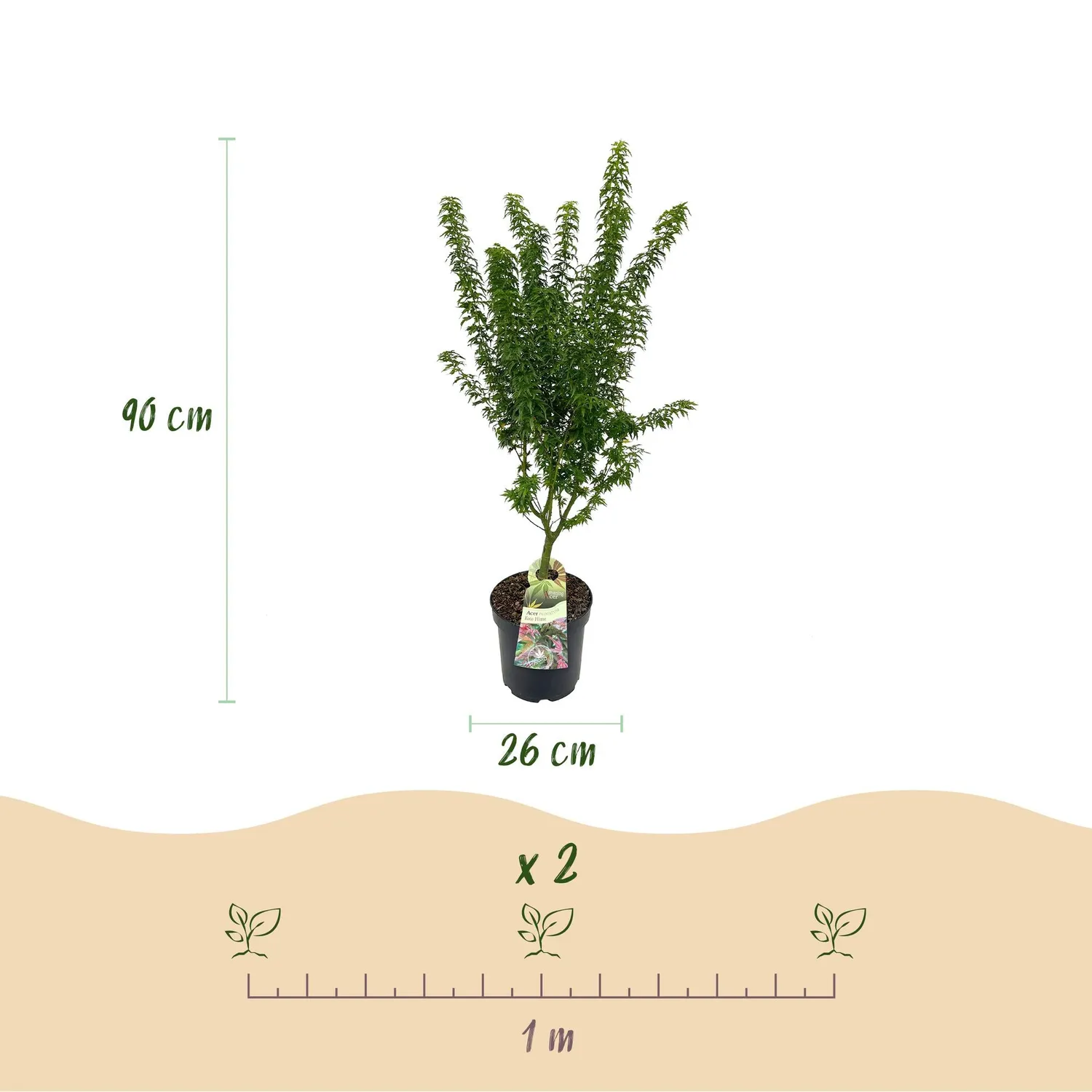 Plant and Stories Érable Japon Koto Hime arbuste pot 26cm 90cm