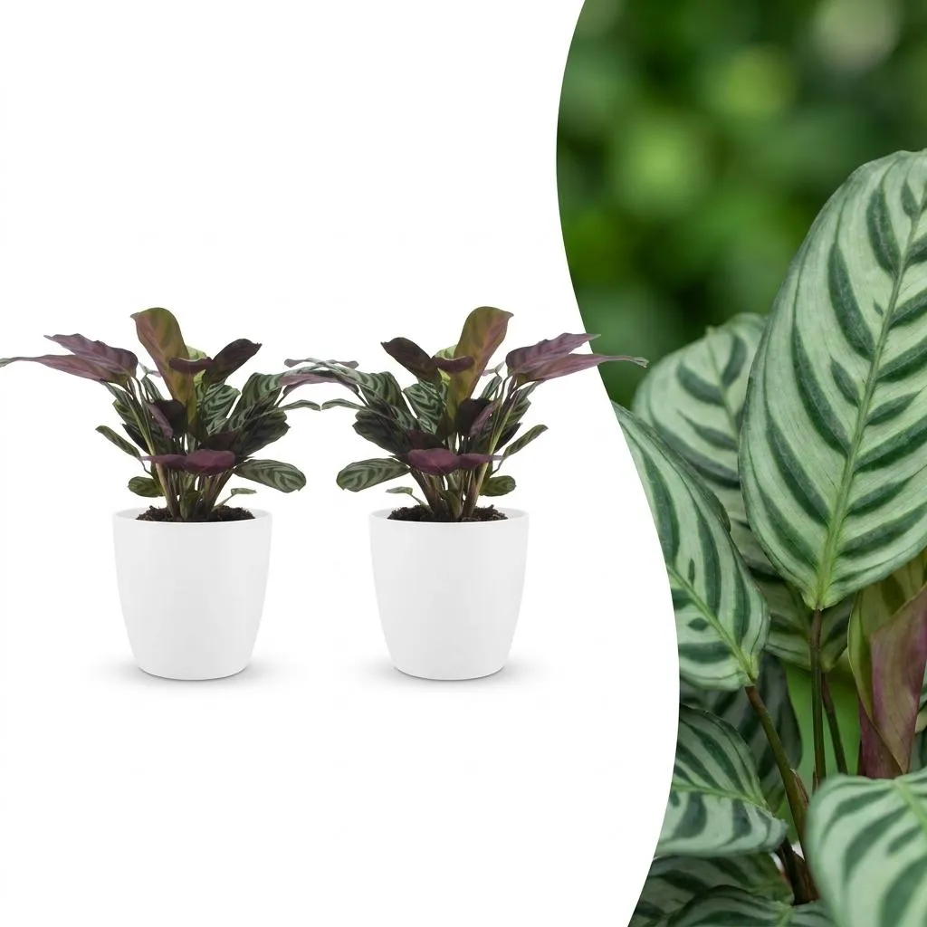 Plant and Stories Ctenanthe Burle Marxii plante prière pot 12 cm