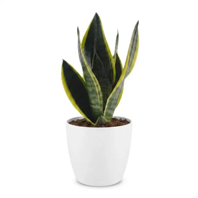 Plant and Stories Sansevieria Futura Superba langue belle-mère pot 12 cm