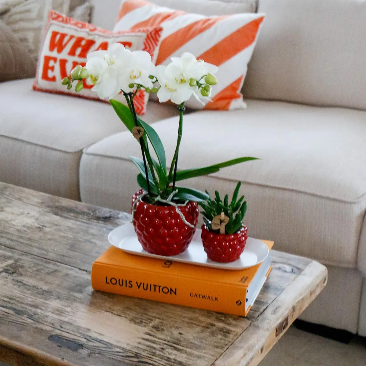 Plant and Stories Phalaenopsis blanche orchidée coffret bambou
