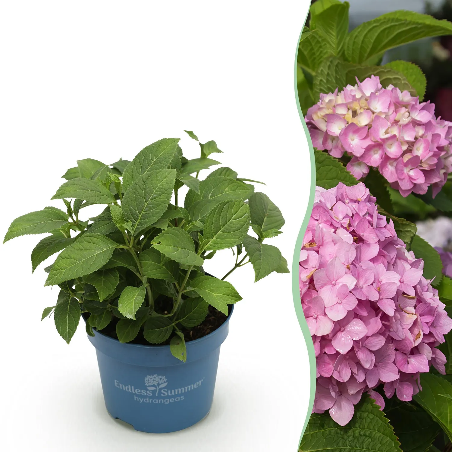 Plant and Stories Summer Love Red hortensia rouge 1 plant