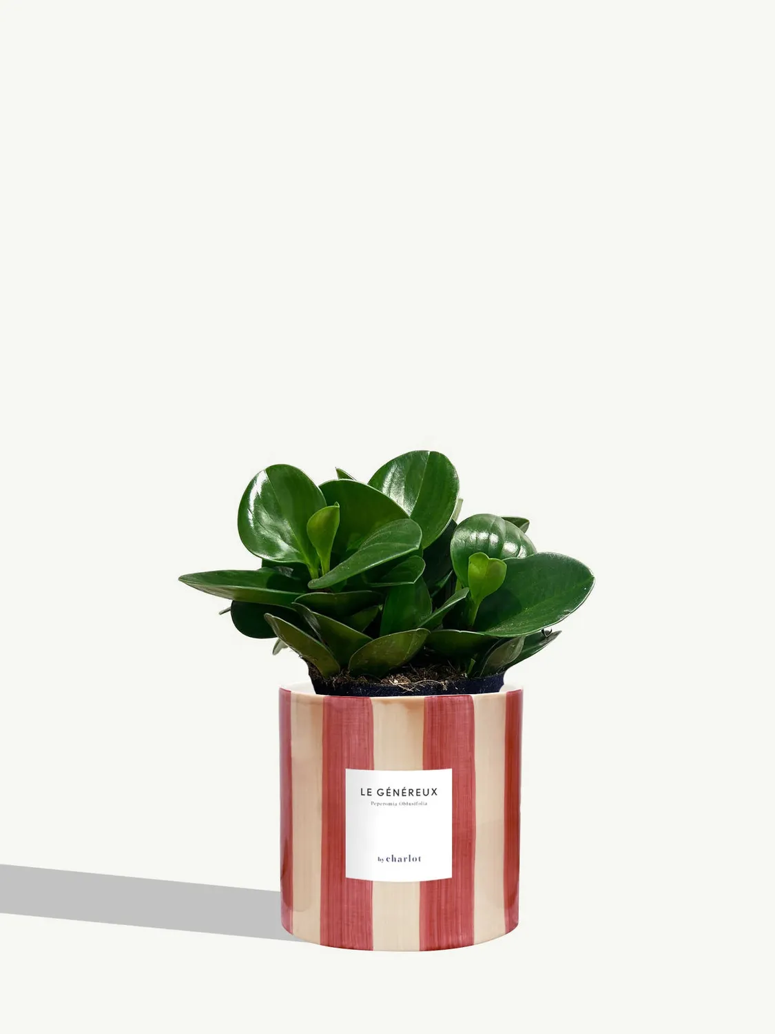 By Charlot Le Généreux peperomia plante pot 14 cm