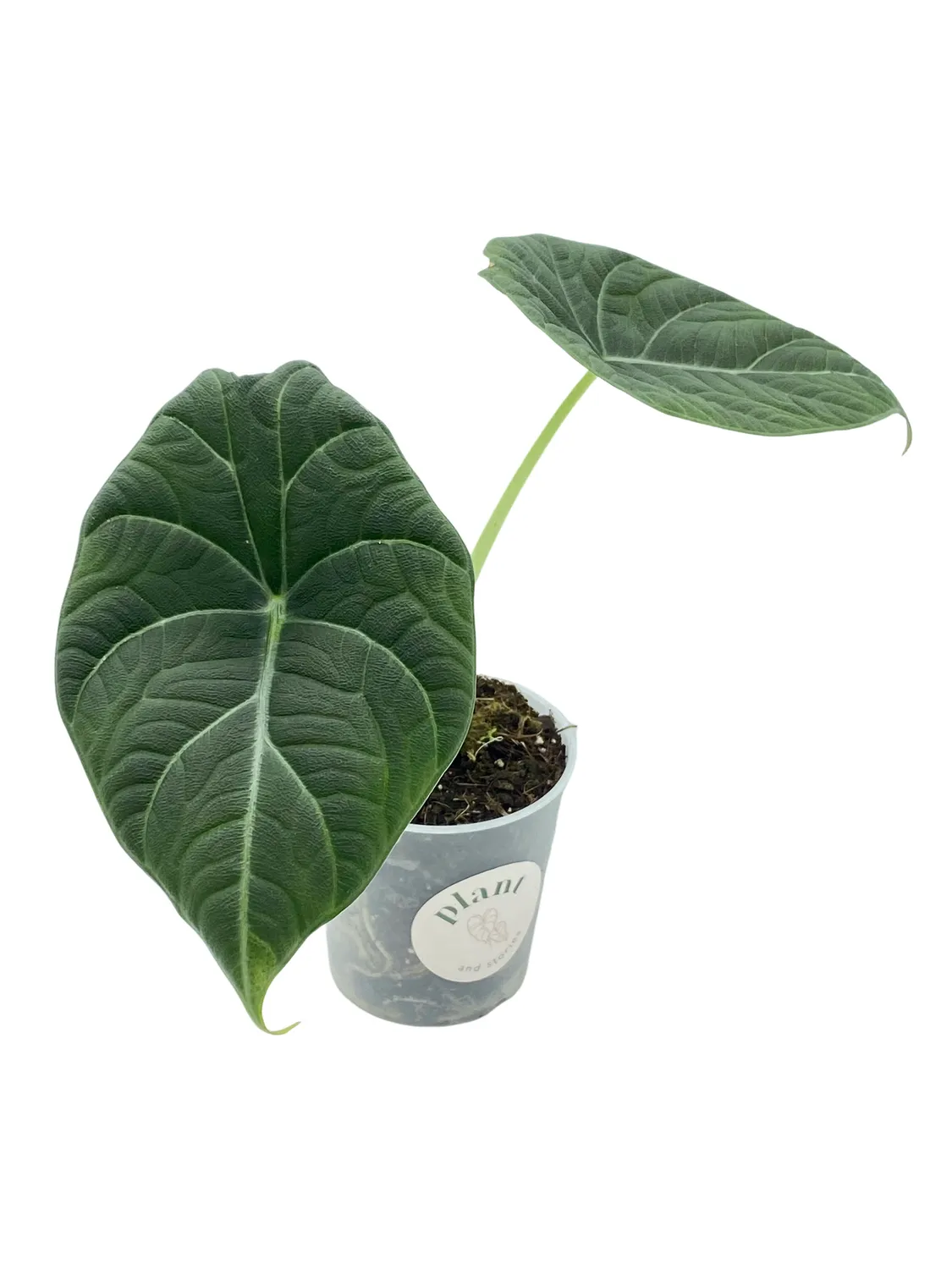 PLANT AND STORIES Alocasia Maharani plante pot 6 cm