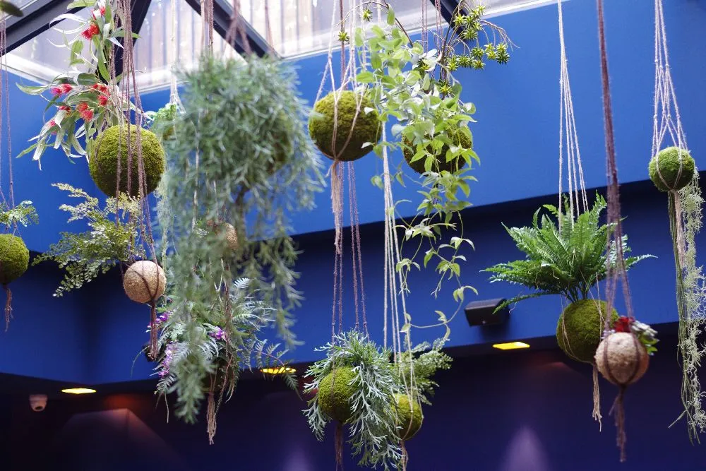 Aquaphyte système suspension kokedama crochet spirale