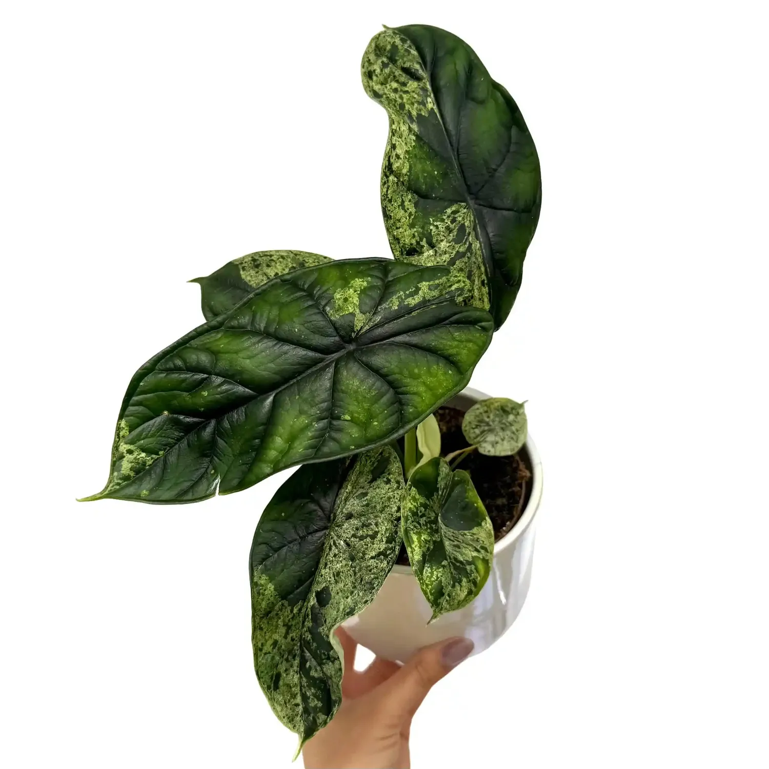 Plant and Stories Marble Mint alocasia plante d'intérieur pot 8 cm
