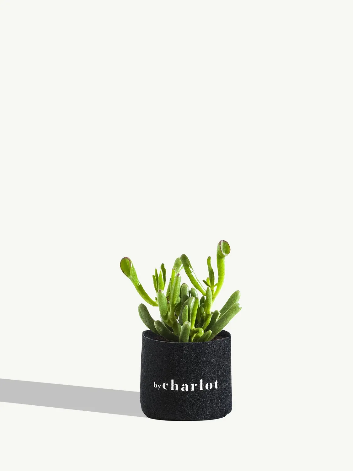 By Charlot La Rêveuse crassula recharge 12 cm