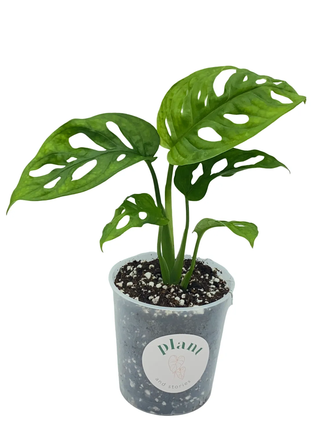 Plant and Stories Monstera Adansonii plante pot 6 cm ajourée