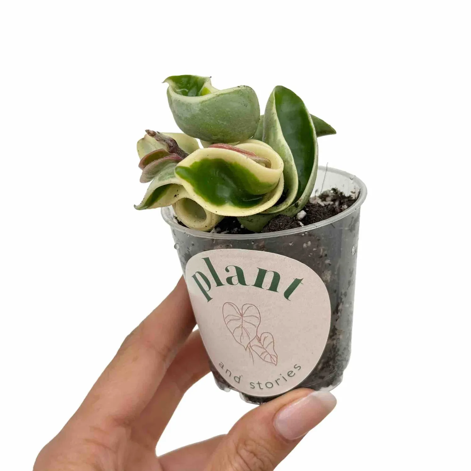 Plant and Stories Compacta Variegata hoya panachée pot 6 cm