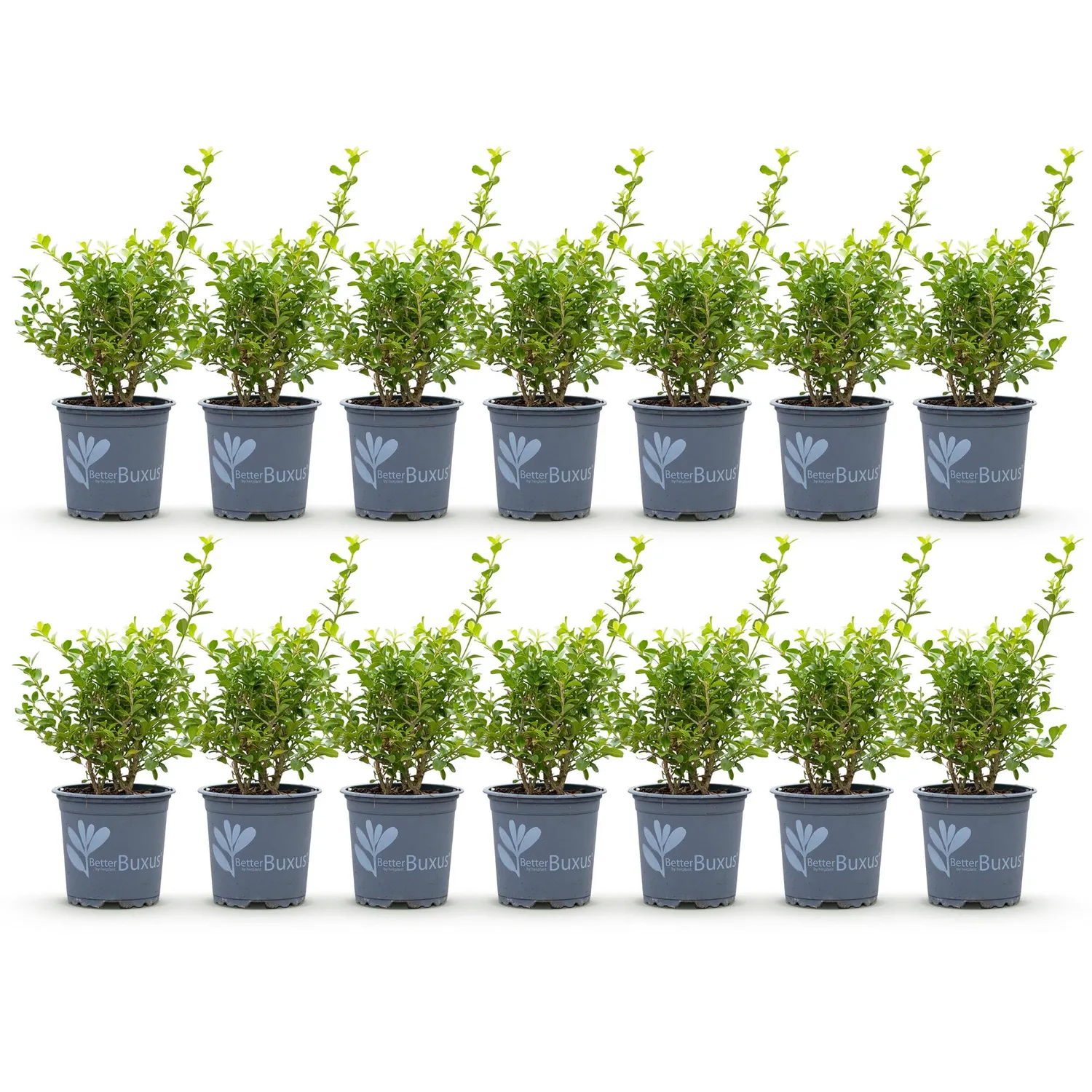 Plant and Stories Babylon Beauty buis haie lot 7 pots 11 cm