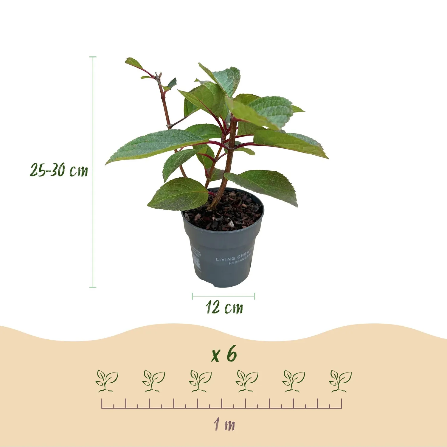 Plant and Stories Living Infinity hortensia arbuste 1 plant blanc-rose