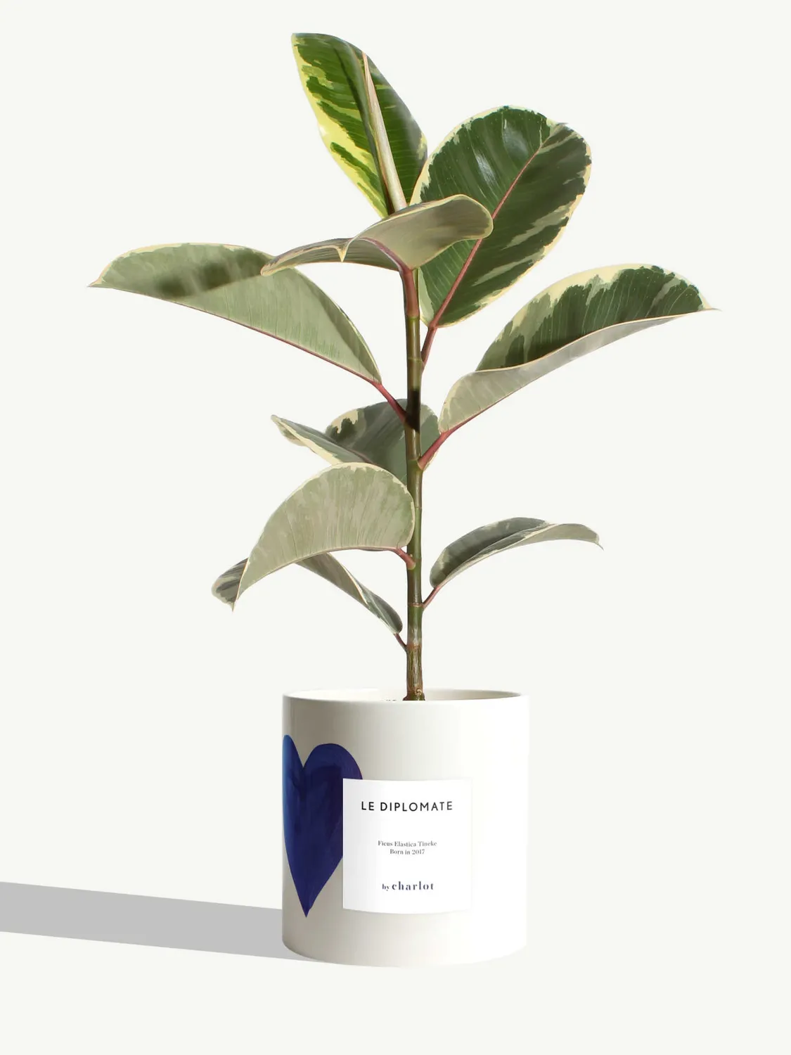 By Charlot Le Diplomate ficus tineke plante verte 45 cm