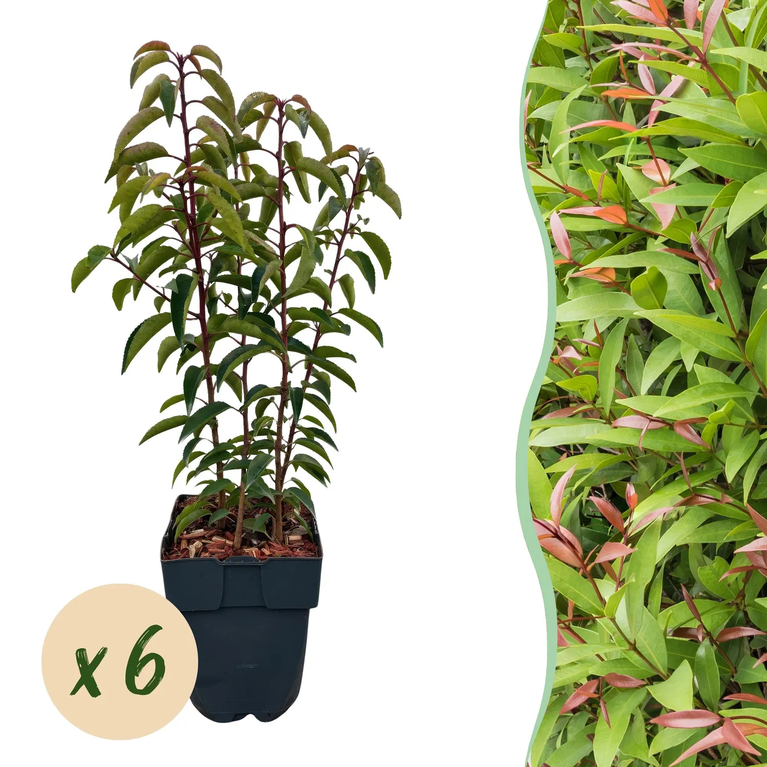 Plant and Stories Laurier Portugal Angustifolia haie lot 6 plants pot 17cm
