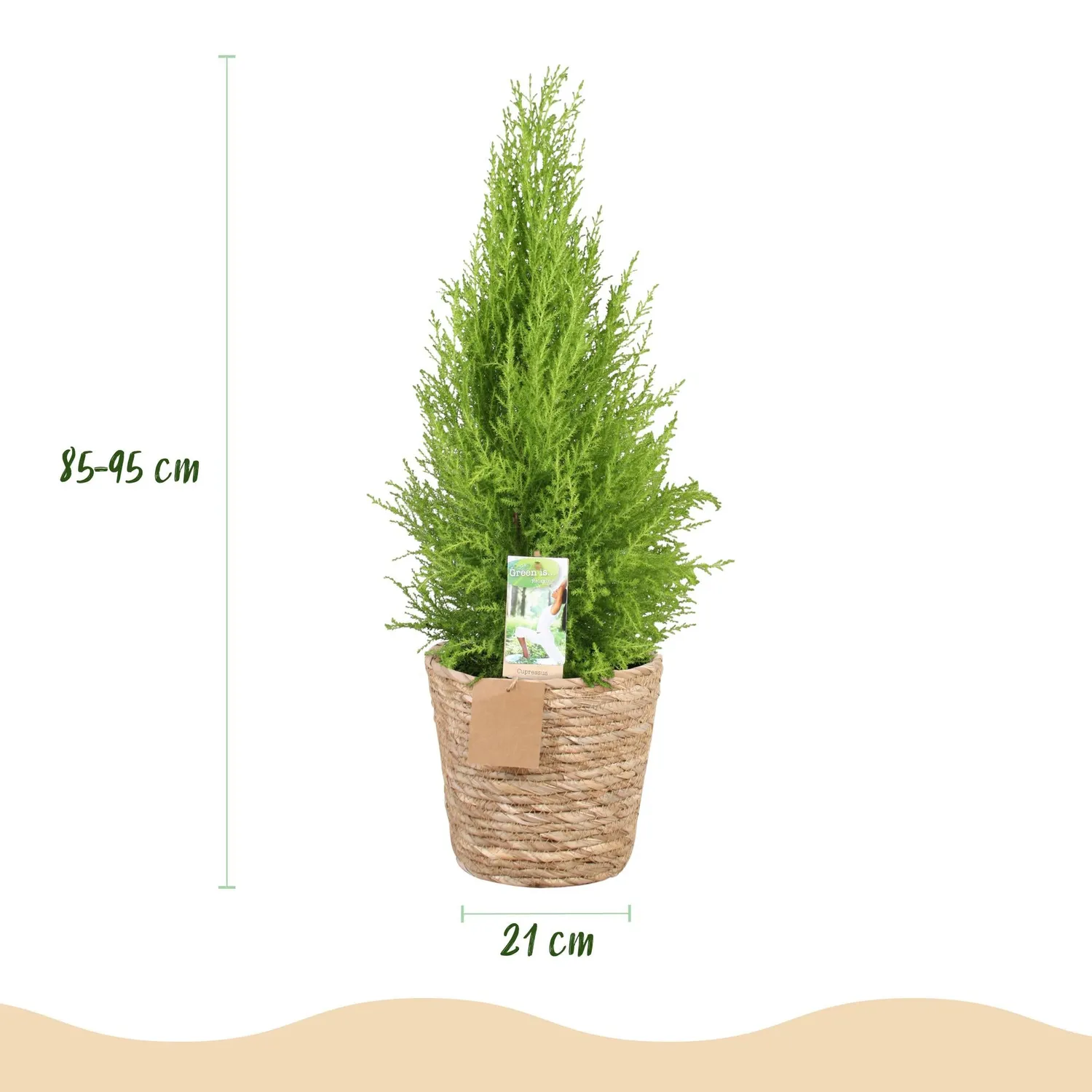Plant and Stories Cupressus Gold Crest Wilma conifère pot 21cm 90cm