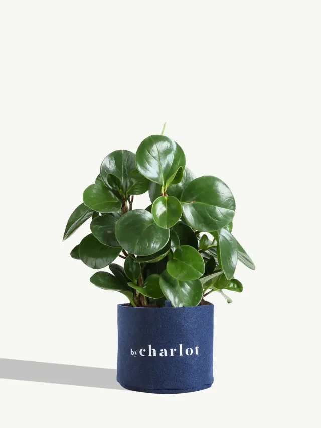 By Charlot Le Généreux plante verte Peperomia 20 cm