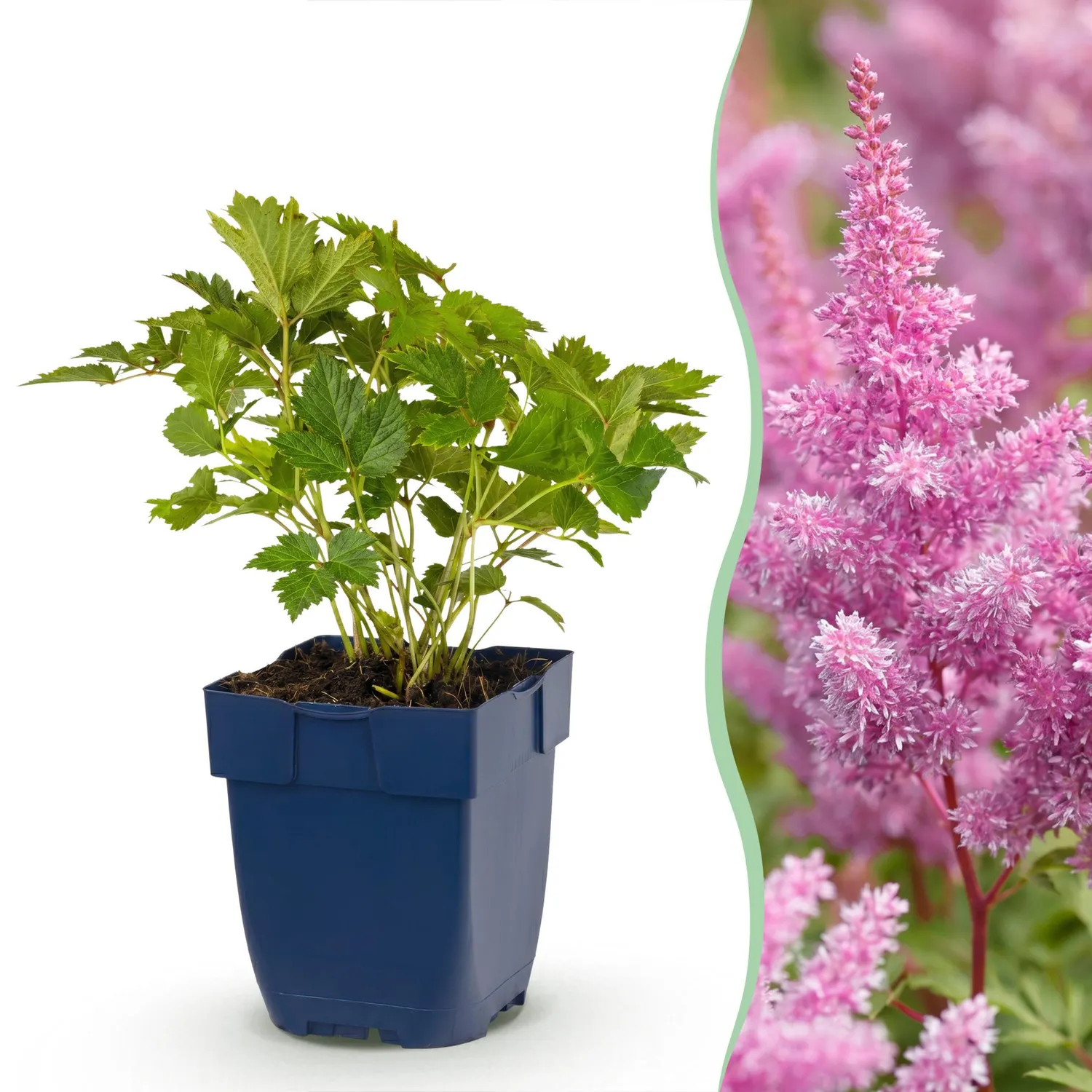 Plant and Stories Astilbe Pumila Vivace Ombre Pot 11cm 1 Plant