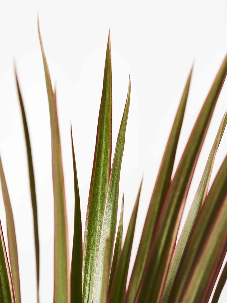 By Charlot L'Explorateur recharge dracaena céramique