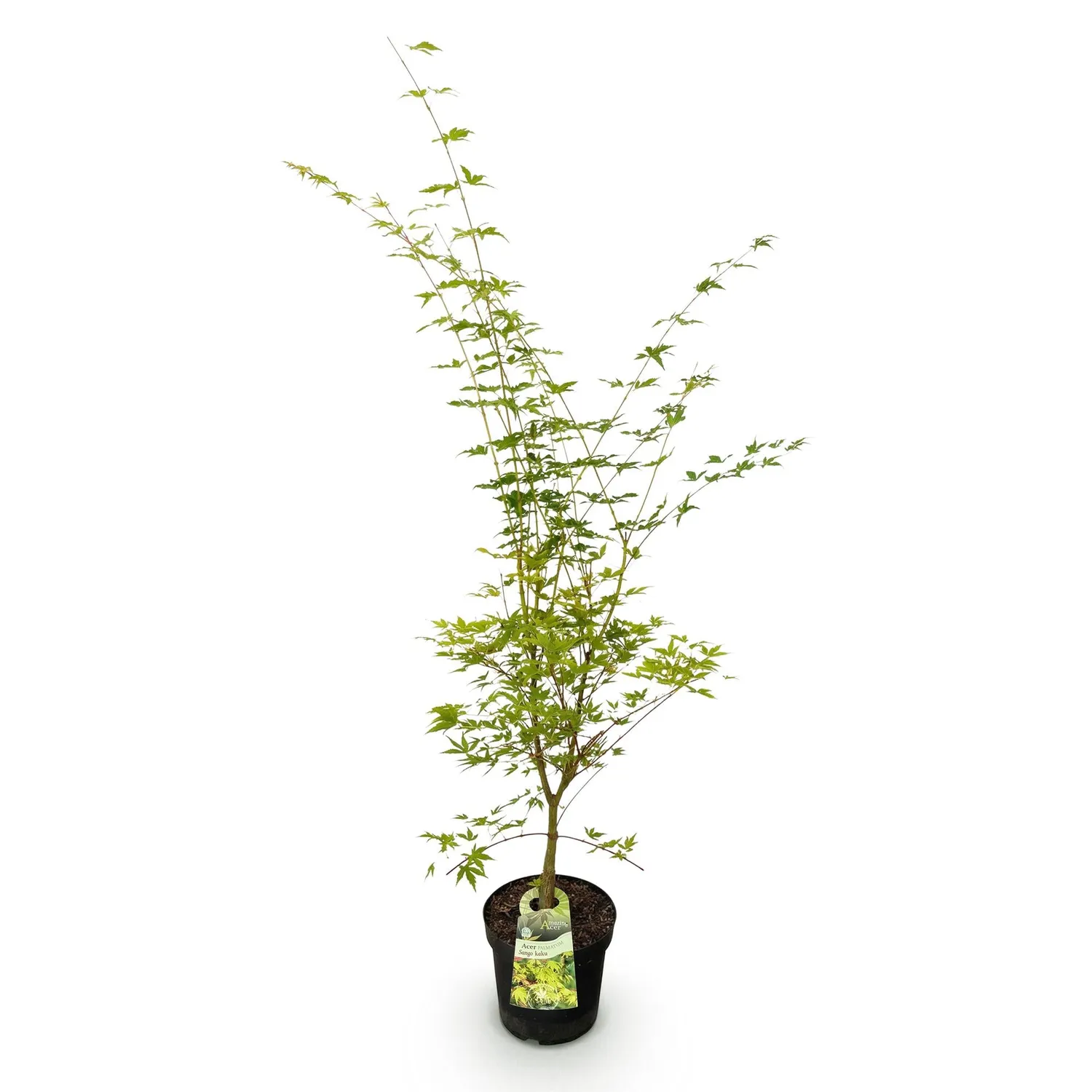 Plant and Stories Acer Sangokaku érable japonais pot 26 cm 90 cm