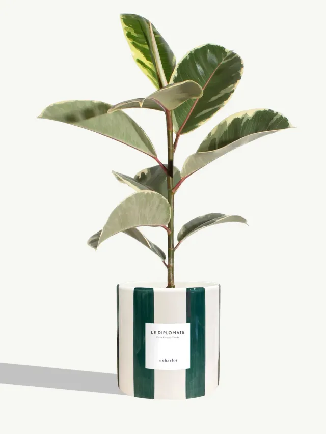 By Charlot Le Diplomate plante céramique rayé vert