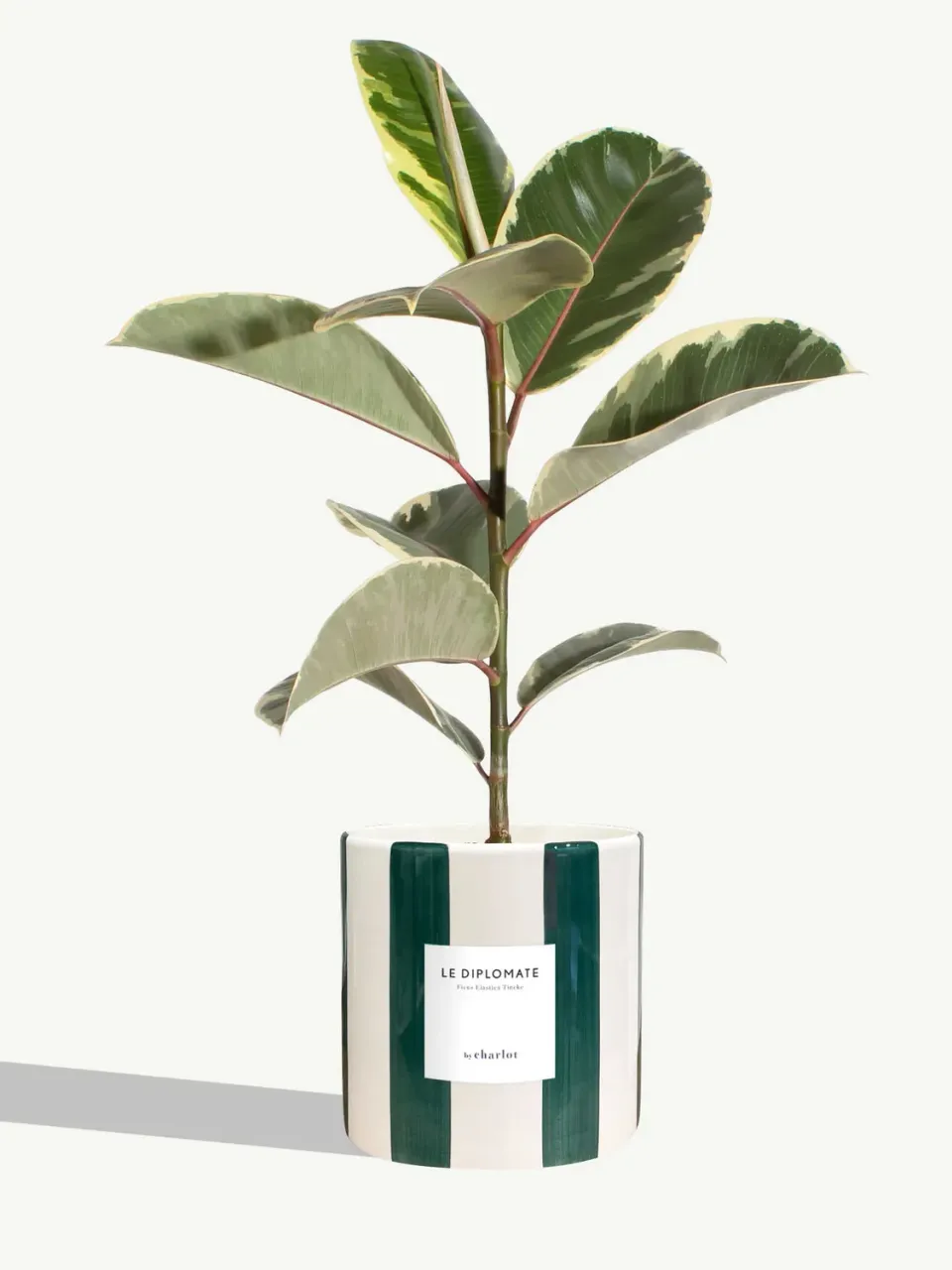 By Charlot Le Diplomate plante céramique rayé vert