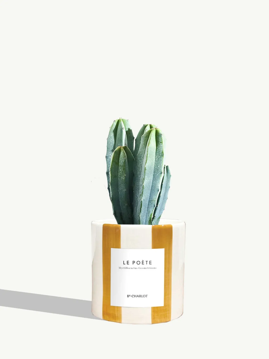 By Charlot Le Poète cactus pot S Myrtillocactus