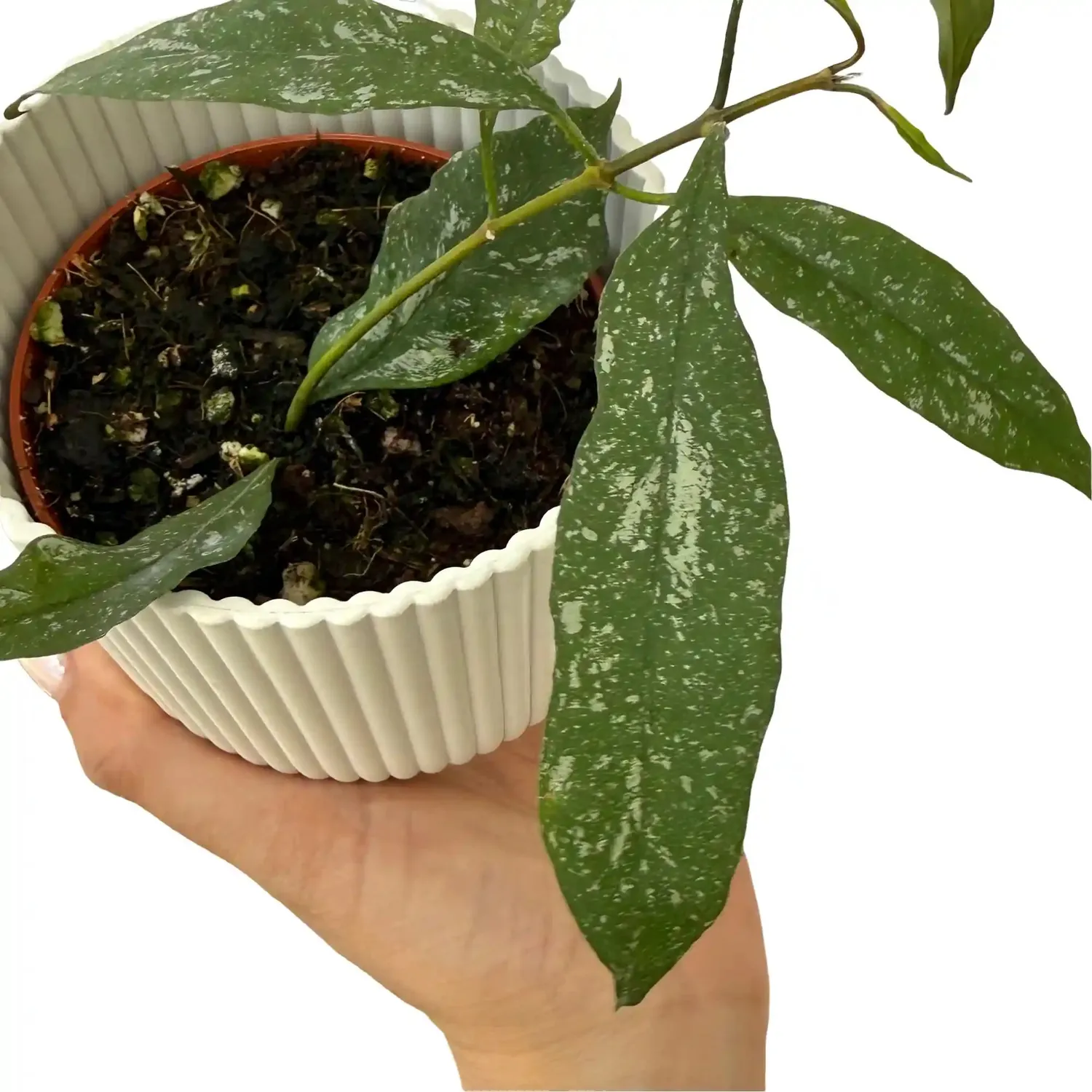 Plant and Stories Hoya Multiflora Splash plante d’intérieur pot 8cm splash