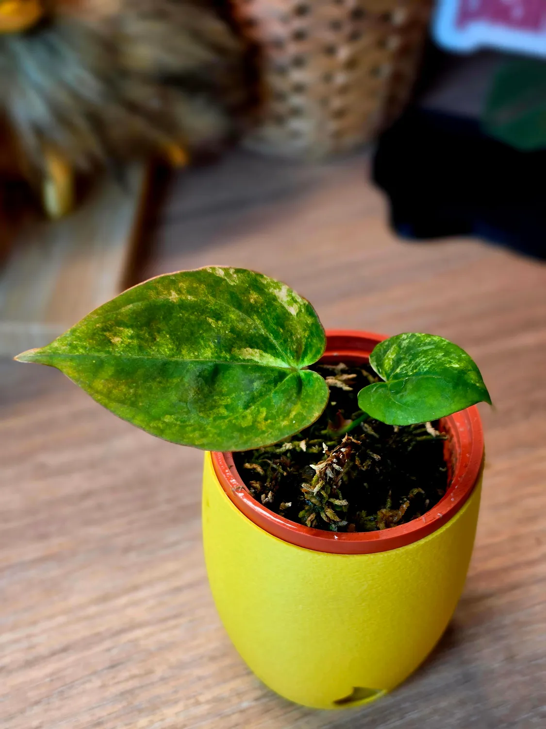 plant.ess Papillilaminum x Ace of Spades SKG anthurium 2f