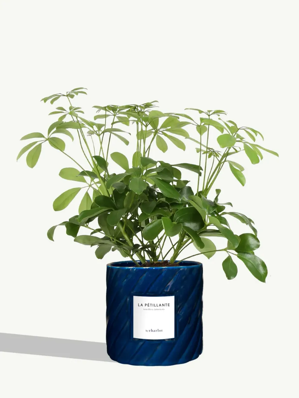 By Charlot La Pétillante plante schefflera M pot 14 cm