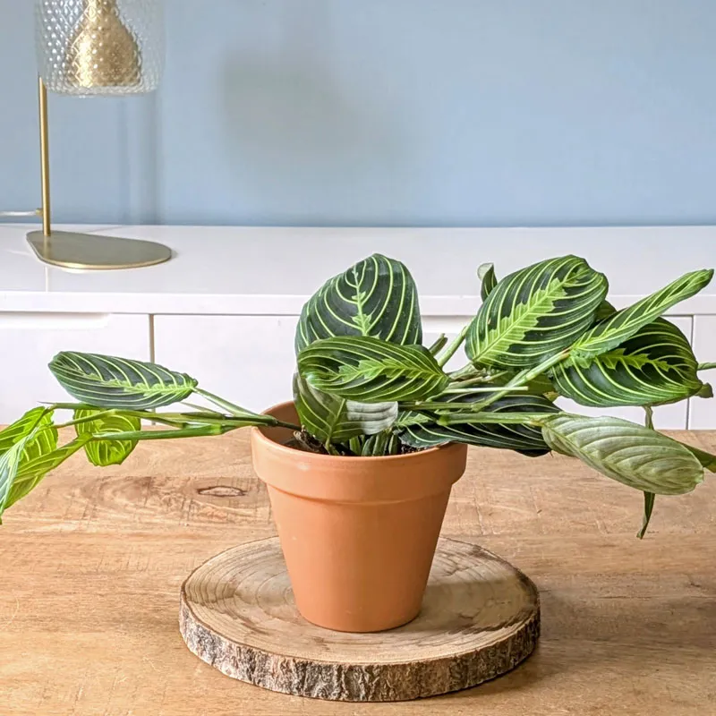 Réconciliation Végétale Maranta lot 2 plantes vertes D12 mi-ombre