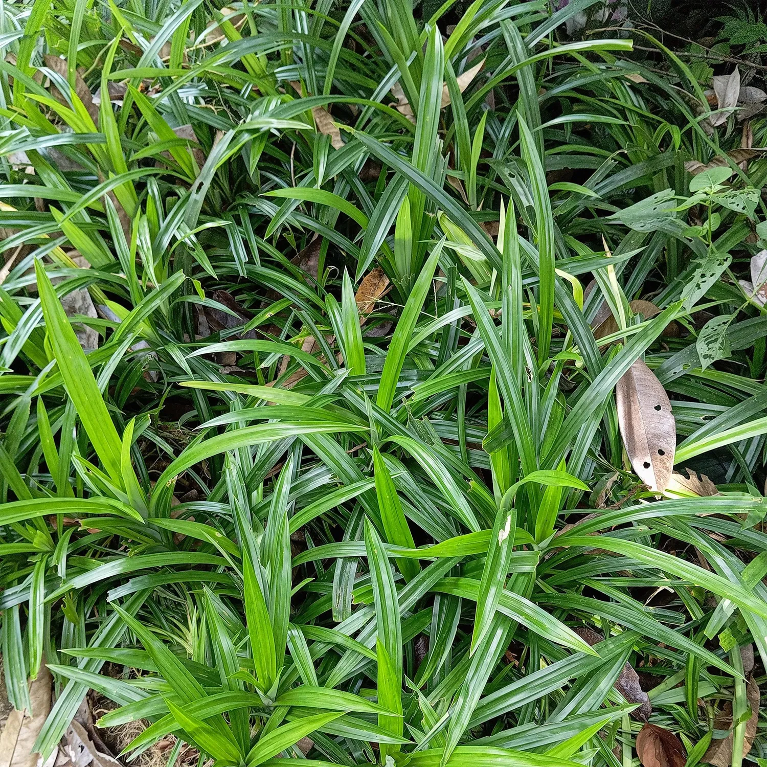 Plant and Stories Carex Irish Green graminée pot 17 cm 1 plant ombre