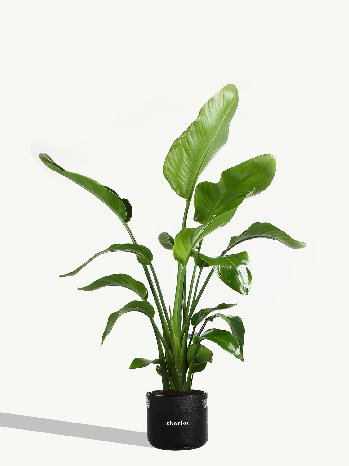 By Charlot La Nomade recharge Strelitzia 80-100 cm XL