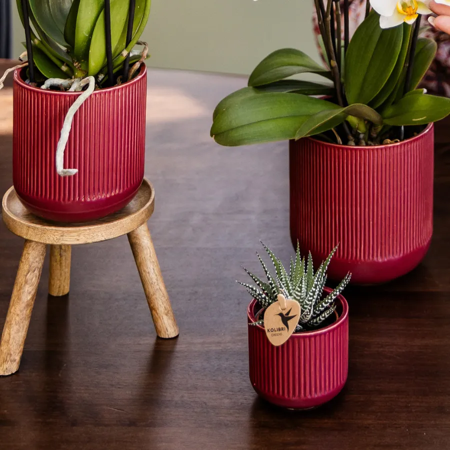 Plant and Stories Phalaenopsis Narbonne Niagara Falls orchidée pot 12 cm