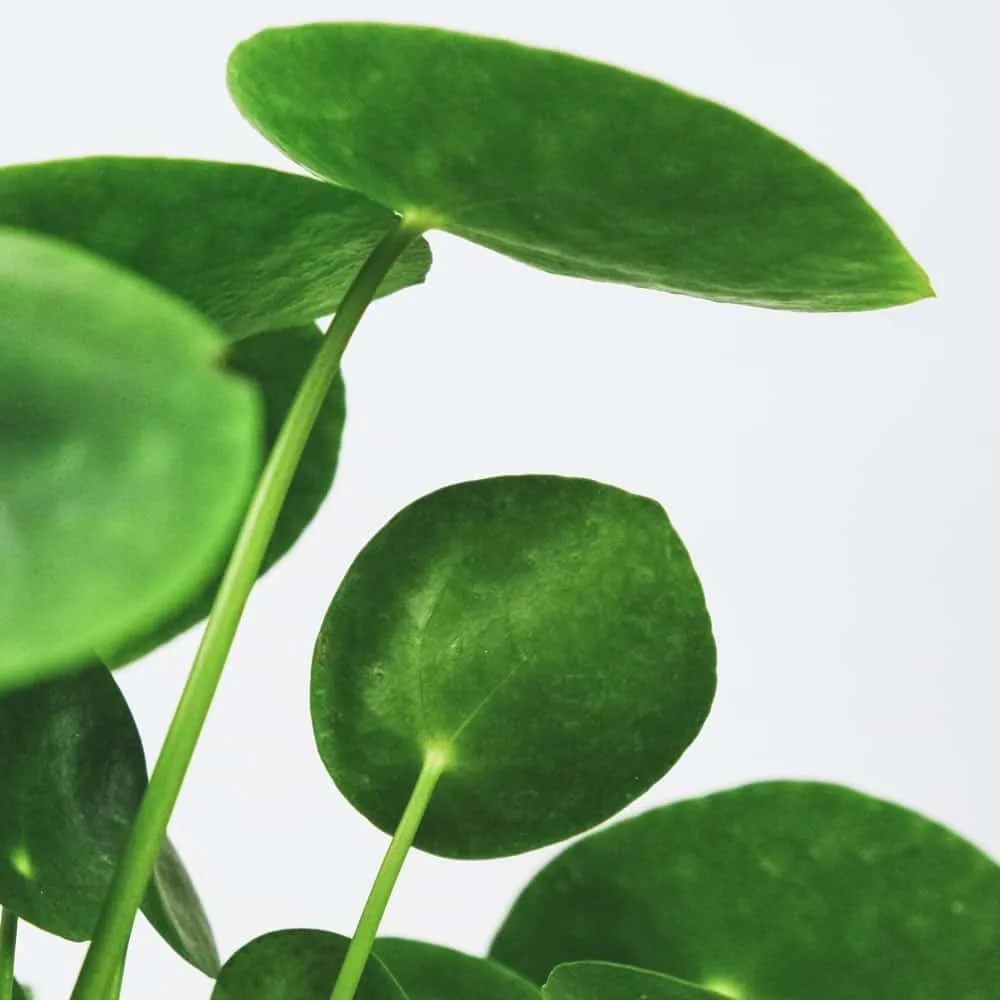 Réconciliation Végétale Loris pilea plante verte peperomioides