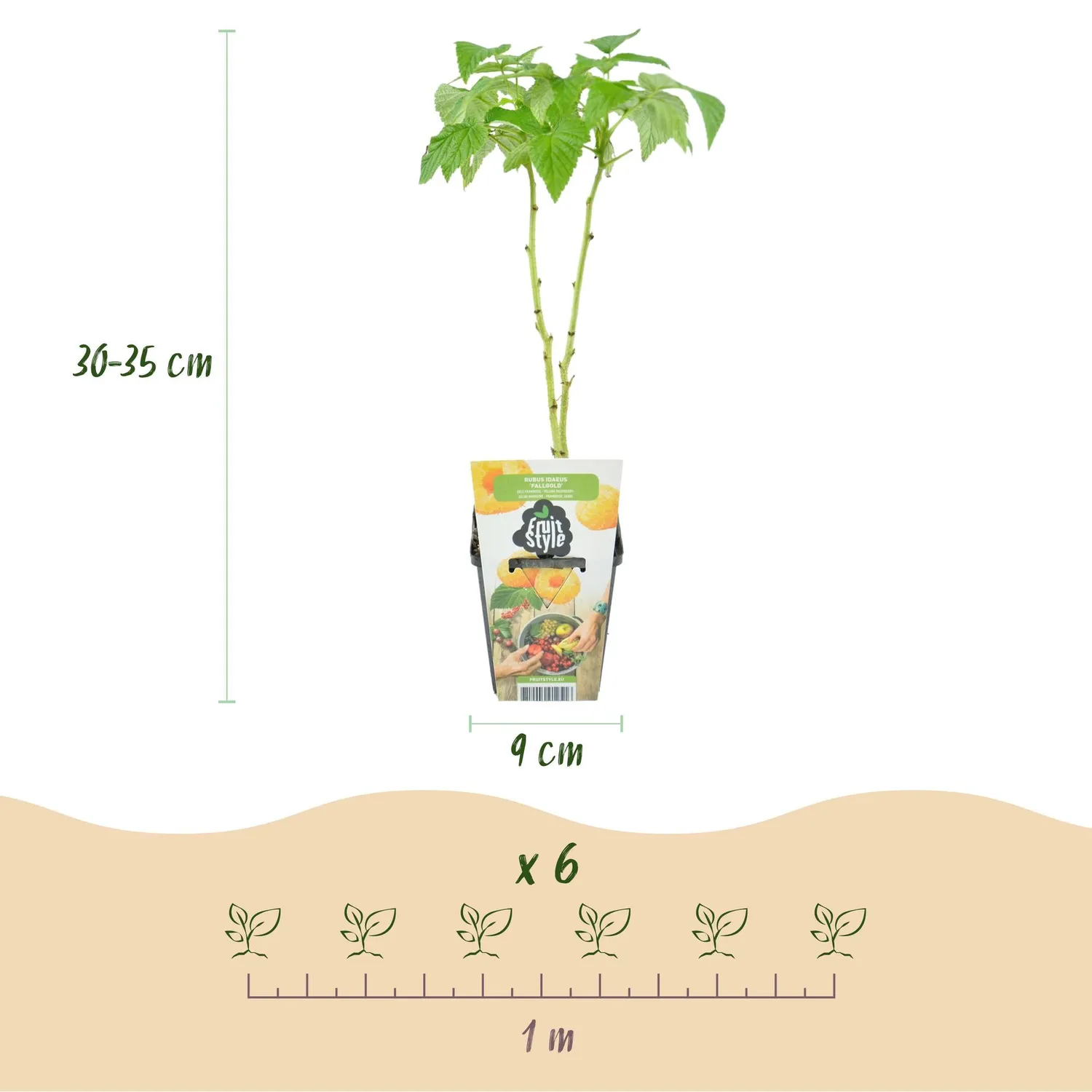 Plant and Stories Lot 3 plantes fruitières pots 9 cm rustique