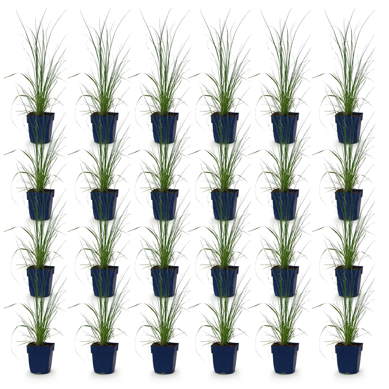 Plant and Stories Pumila herbe de la pampa naine 1 plant