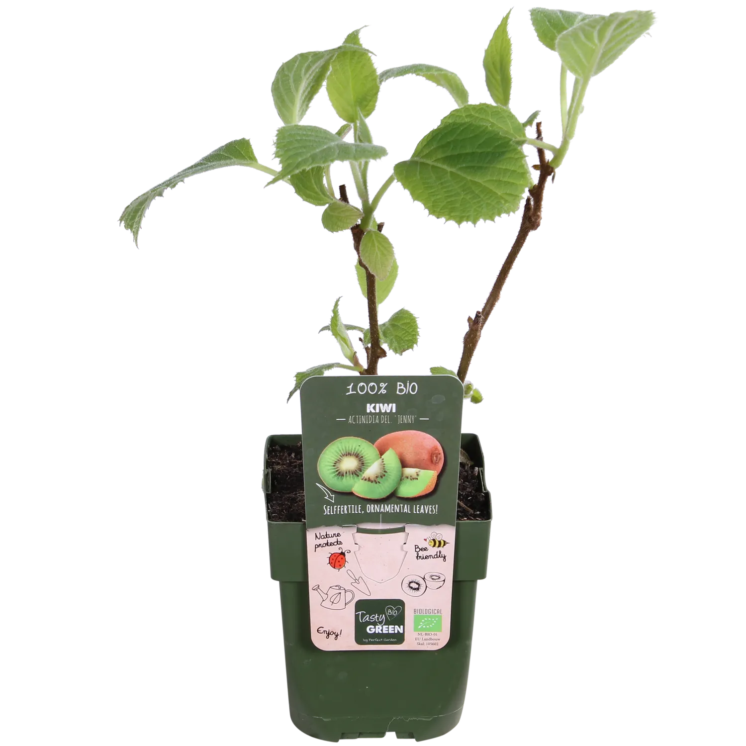 Plant and Stories Kiwi Jenny fruitier pot 13 cm autofertile