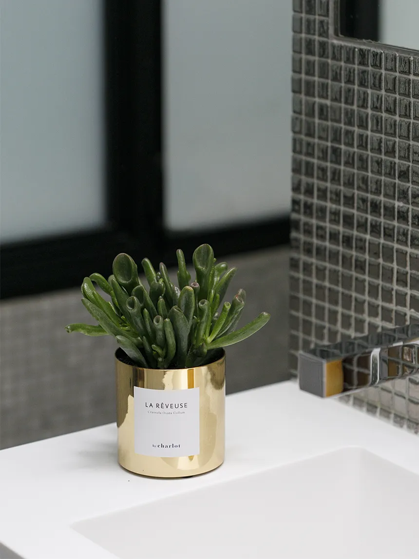 By Charlot La Rêveuse crassula recharge 12 cm