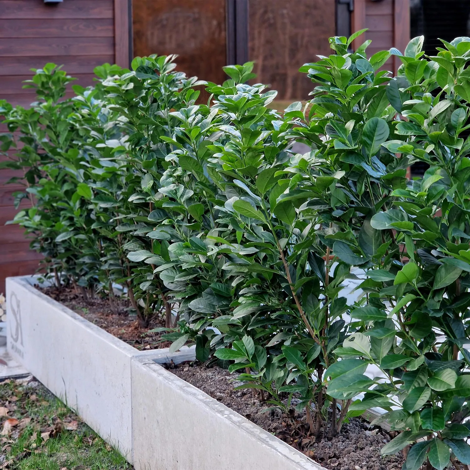 Plant and Stories Etna laurier-cerise 6 plants haie 1 m