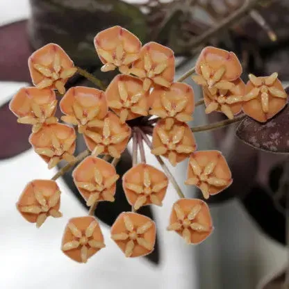 Plant and Stories Hoya Sigillatis Round Leaf plante grasse pot 6cm