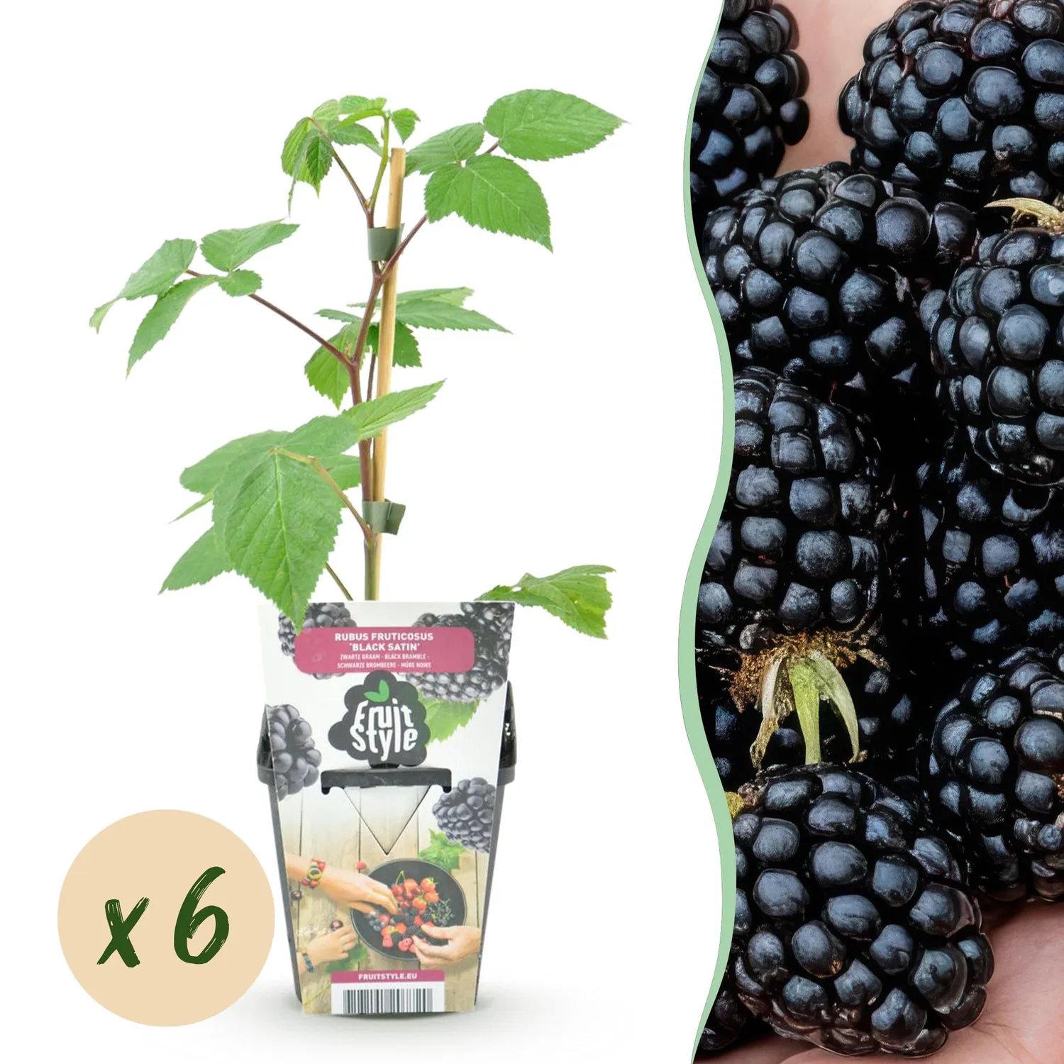 Plant and Stories Black Satin mûrier sans épines 3 plants pot 9 cm