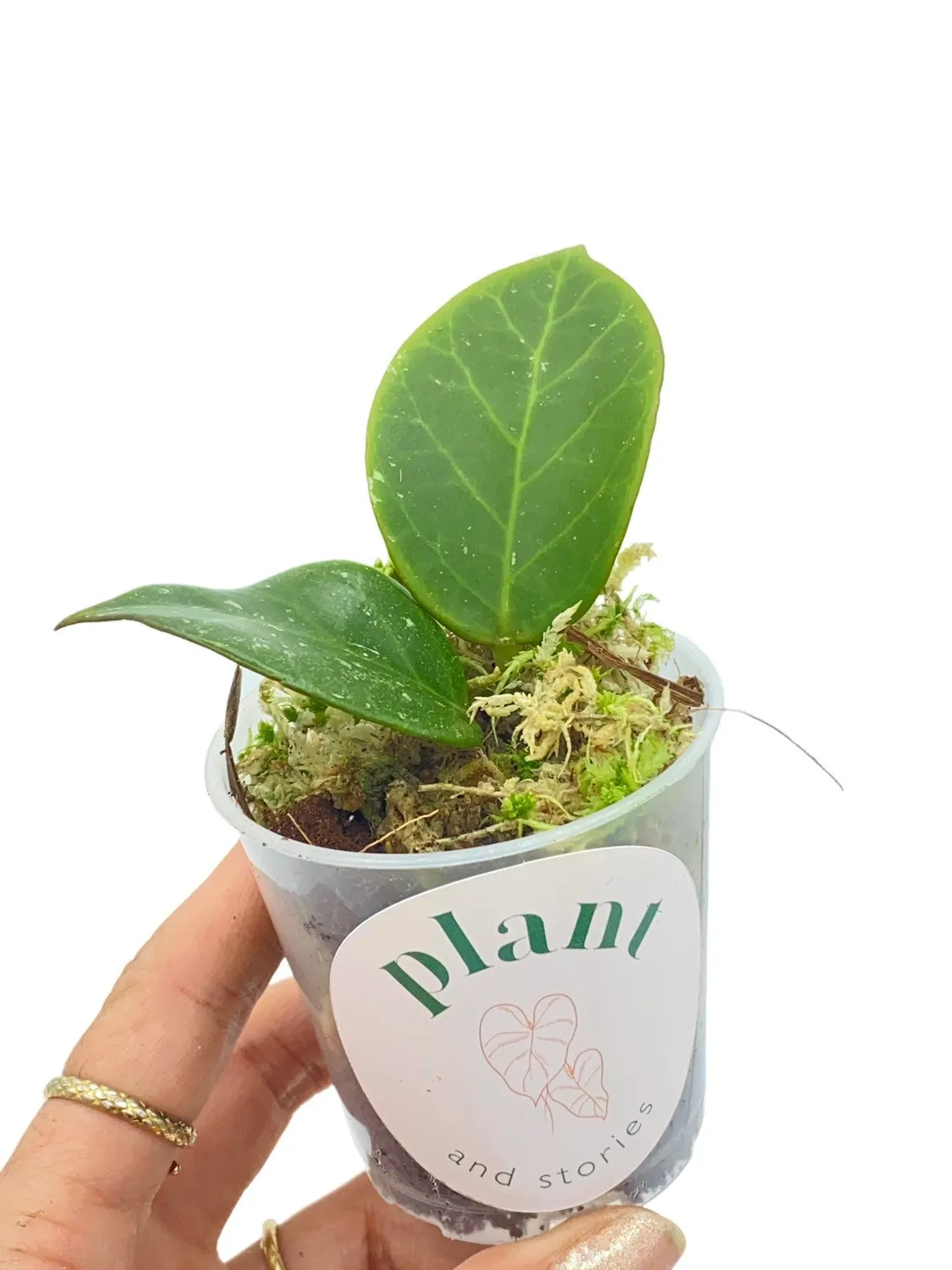 Plant and Stories Hoya Sunrise plante pot 6 cm feuilles soleil