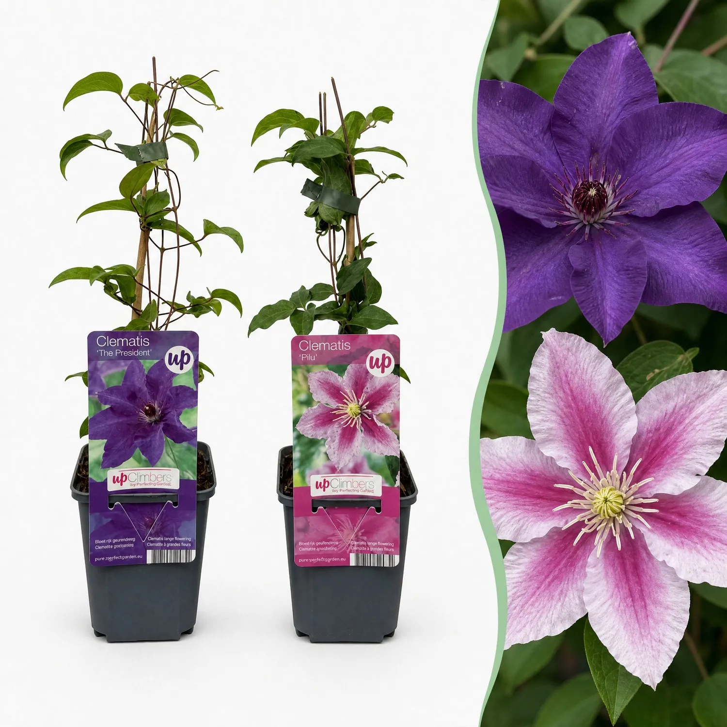 Plant and Stories Clématite Duo Violet & Rose plante grimpante 2 plants rustique